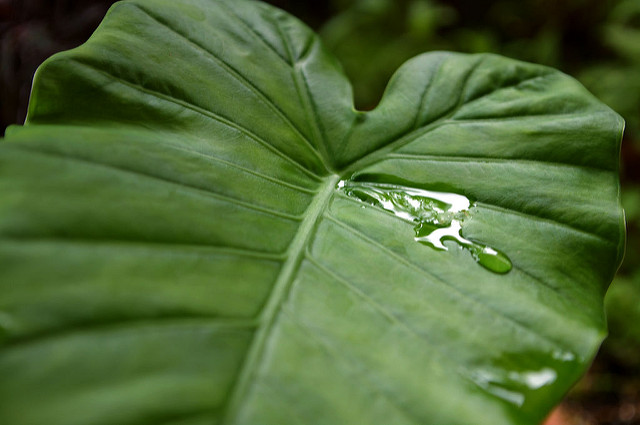 Alocasia odora