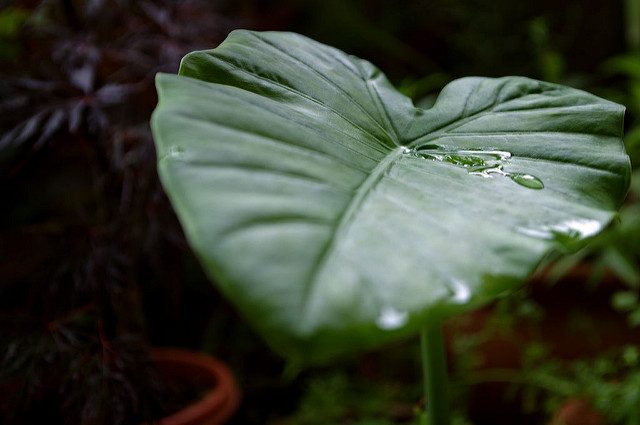 Alocasia odora