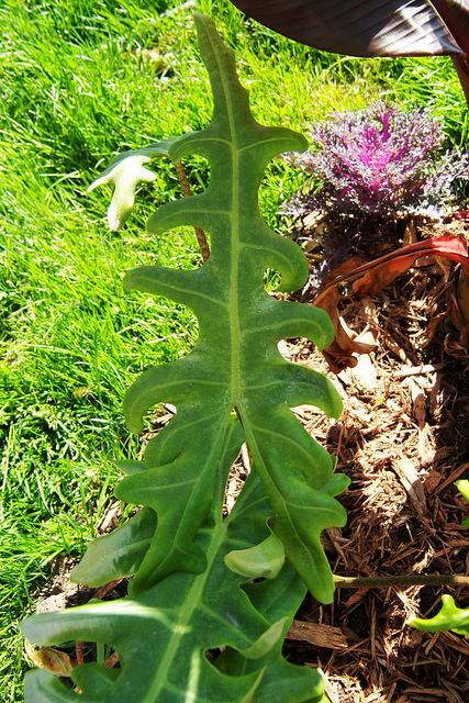 Alocasia portei