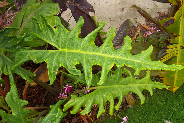 Alocasia portei (Alocasia portei)