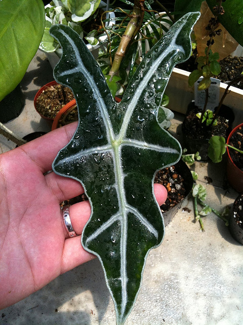 Alocasia sanderiana (Alocasia sanderiana)