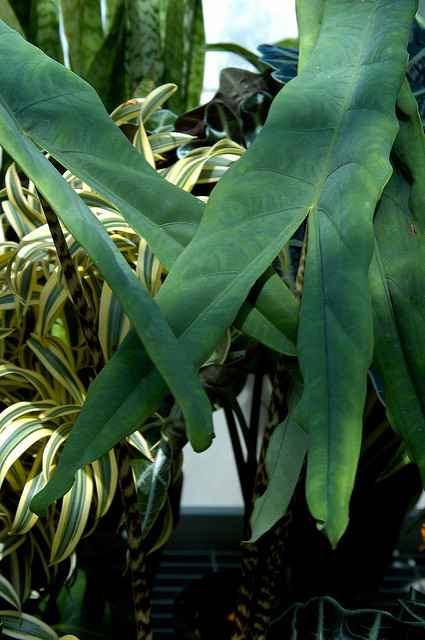Alocasia zebrina (Alocasia zebrina)