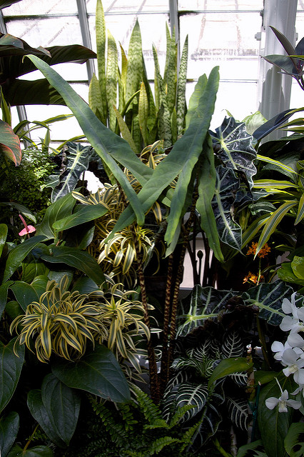 Alocasia zebrina