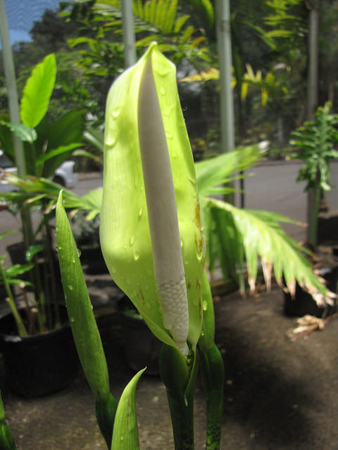 Alocasia zebrina