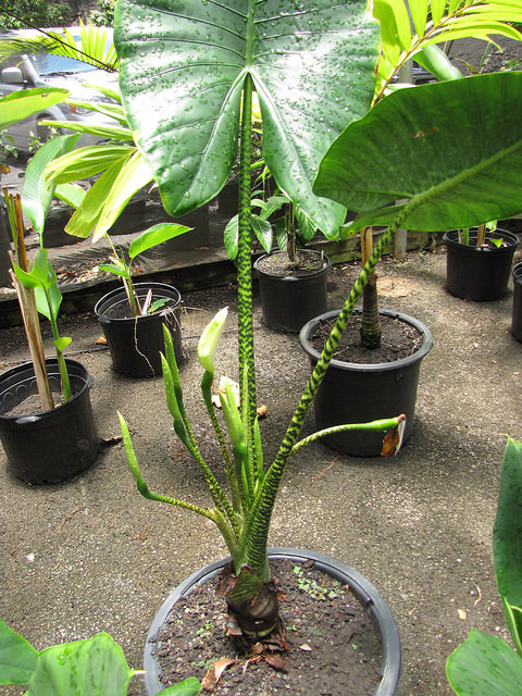 Alocasia zebrina