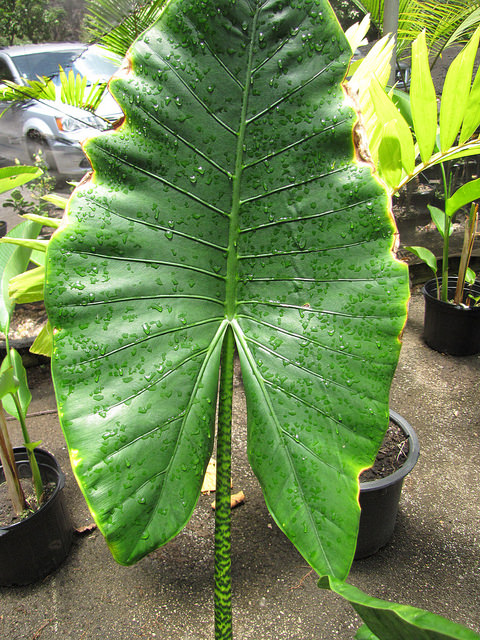 Alocasia zebrina