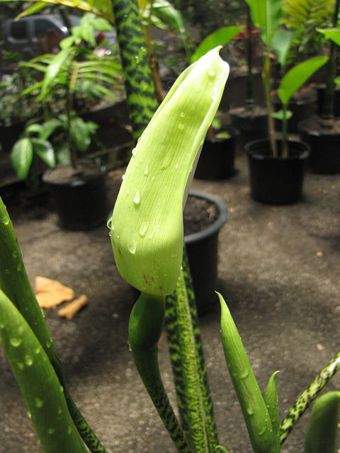 Alocasia zebrina