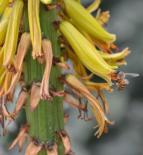Aloe aculeata
