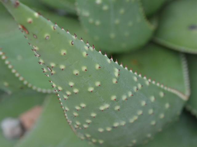 Aloe aculeata