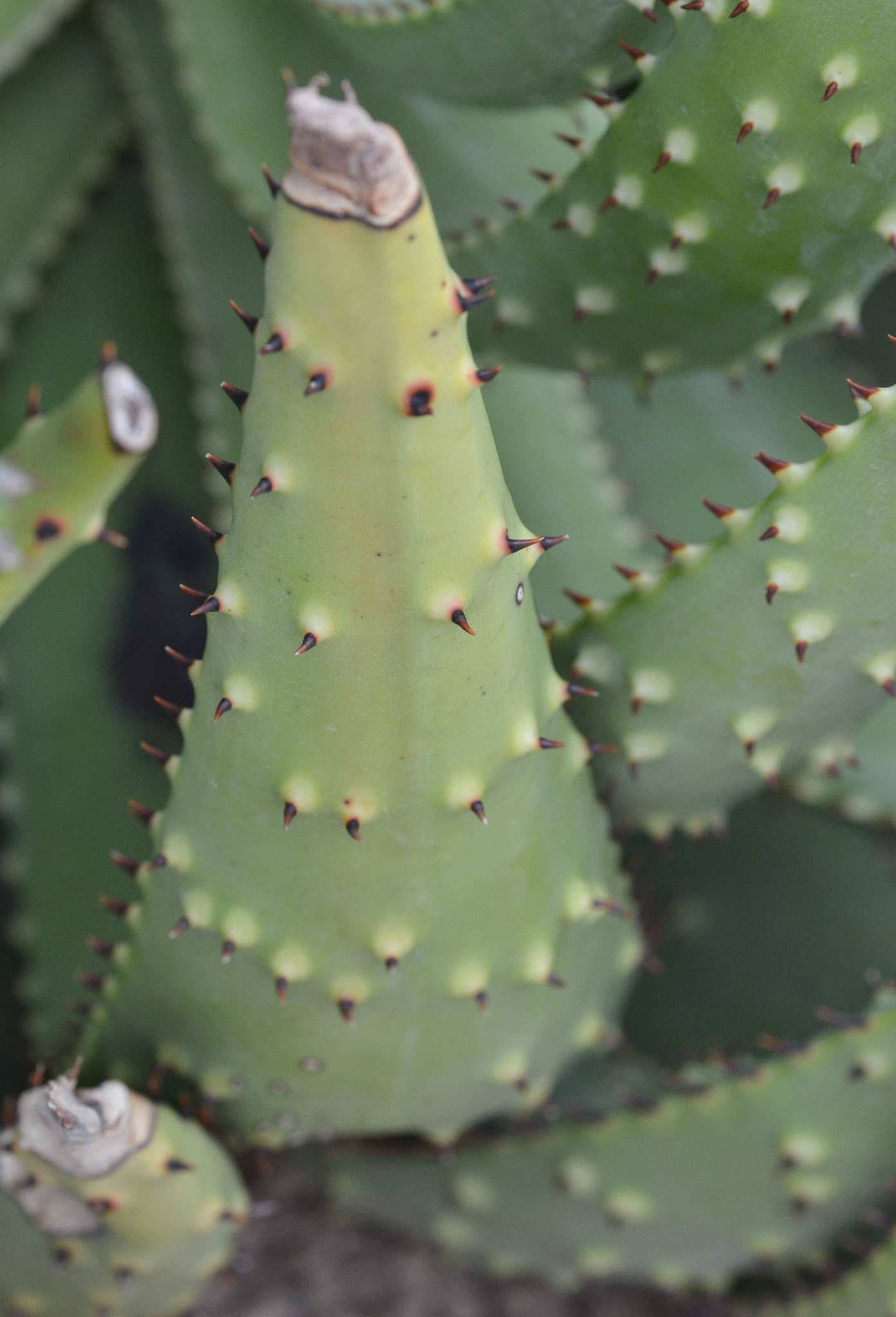 Aloe aculeata