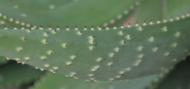 Aloe aculeata