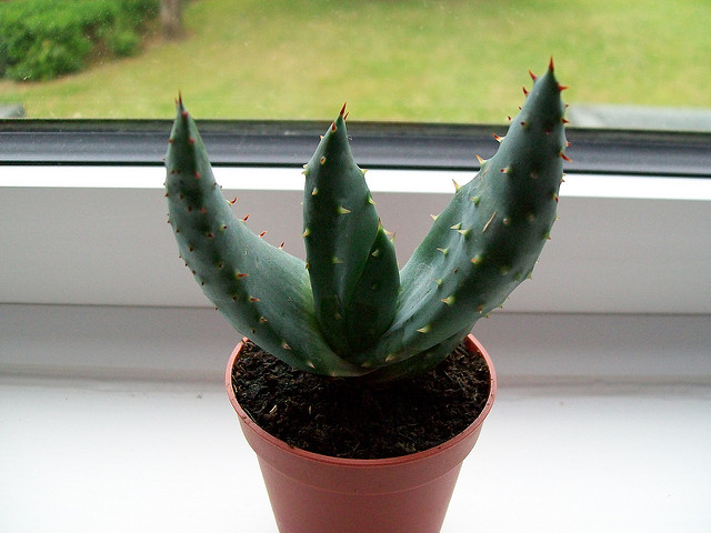 Aloe aculeata