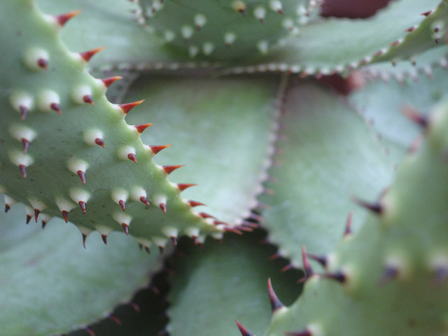 Aloe aculeata (Aloe aculeata)