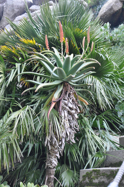 Aloe africana (Aloe africana)