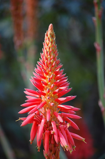 Aloe africana