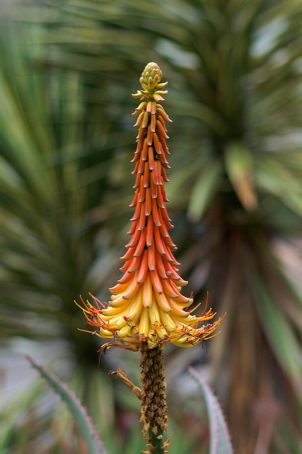 Aloe africana