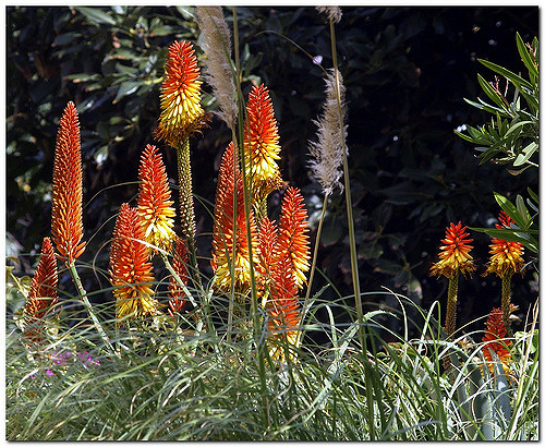 Aloe africana