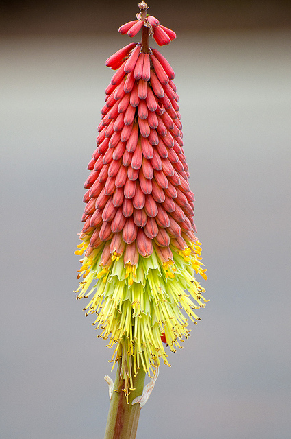 Aloe africana