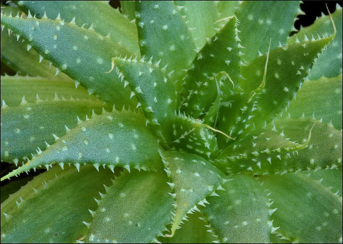 Aloès à arêtes (Aloe aristata)