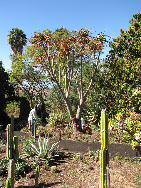 Aloe barberae