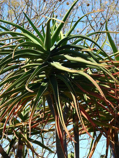 Aloe barberae