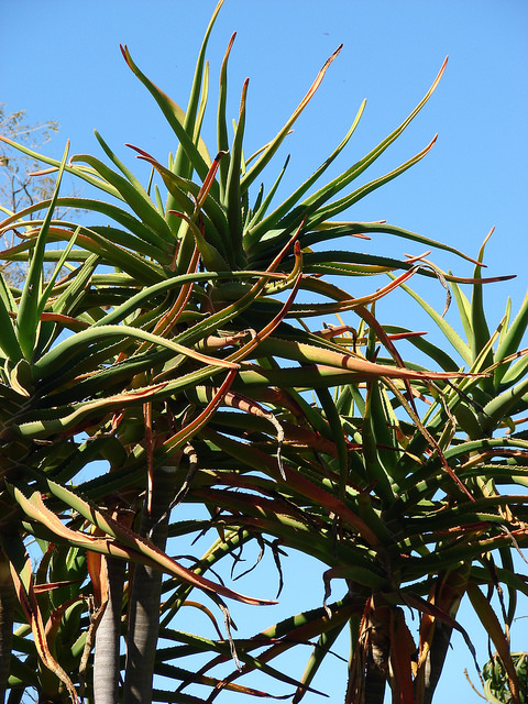 Aloe barberae