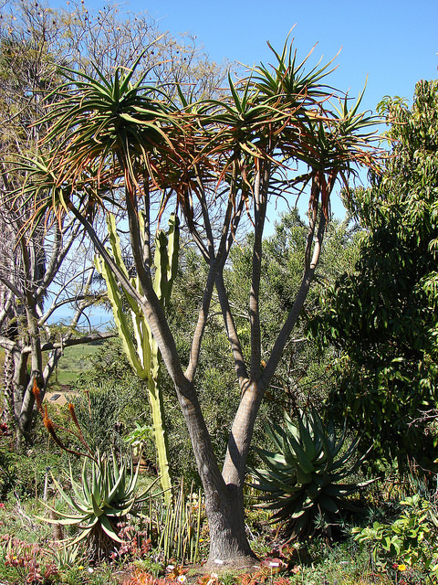 Aloe barberae