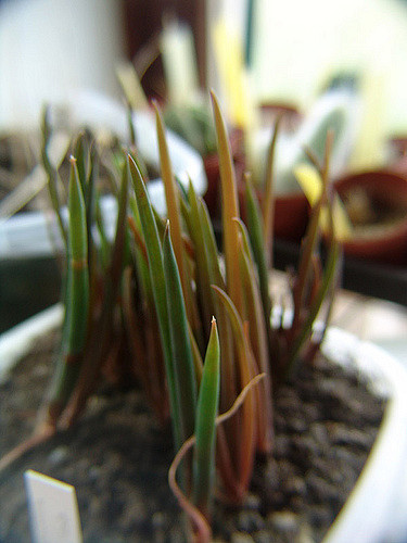 Aloe barberae