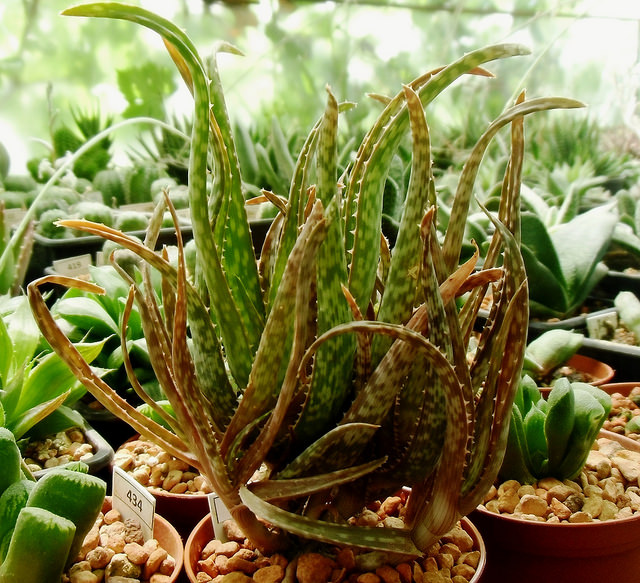 Aloe bellatula