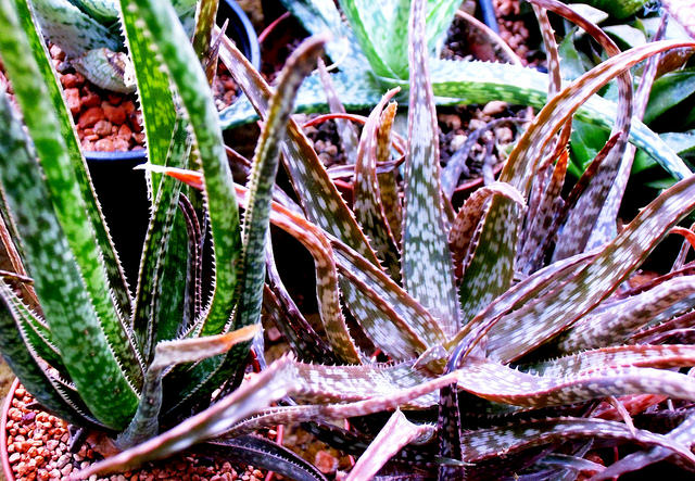 Aloe bellatula