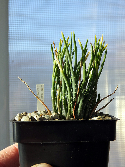 Aloe bowiea (Aloe bowiea)