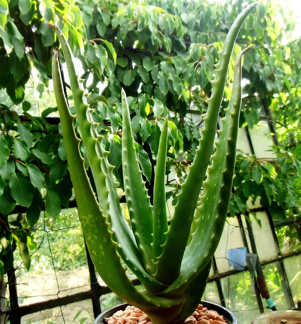 Aloe branddraaiensis (Aloe branddraaiensis)