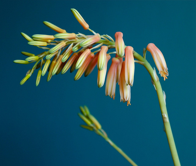 Aloès à feuilles courtes (Aloe brevifolia)