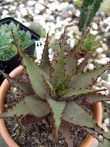 Aloe broomii