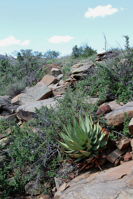 Aloe broomii