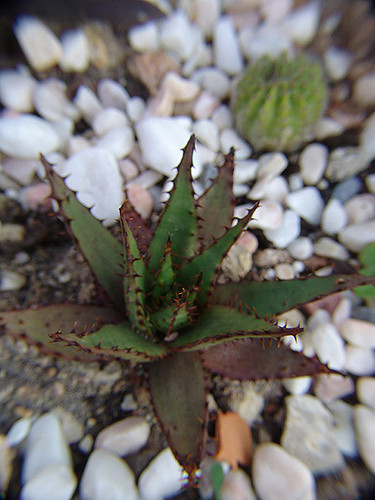 Aloe broomii