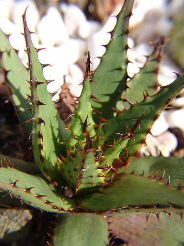 Aloe broomii