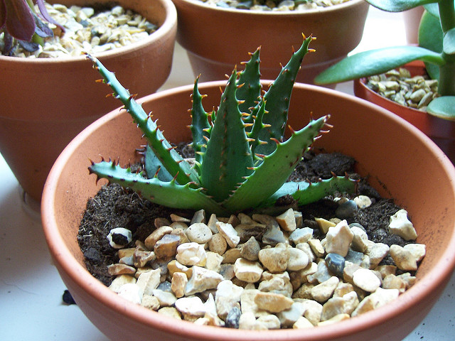 Aloe broomii