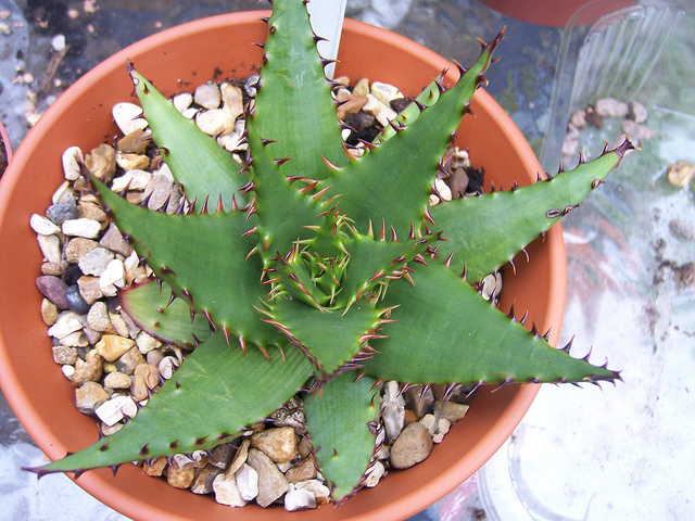 Aloe broomii