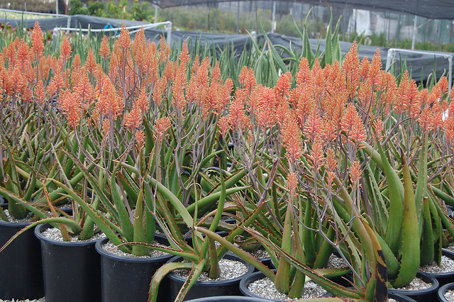 Aloe camperi