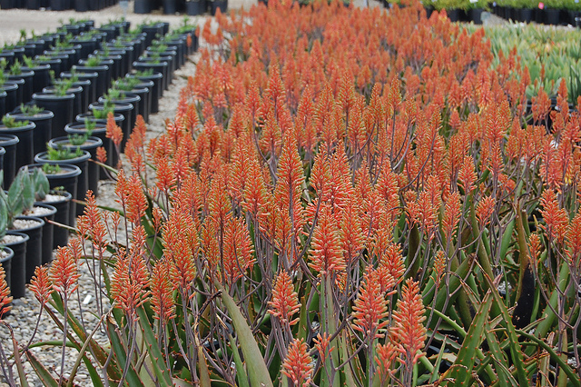 Aloe camperi (Aloe camperi)