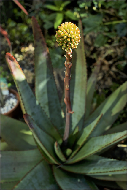 Aloe capitata