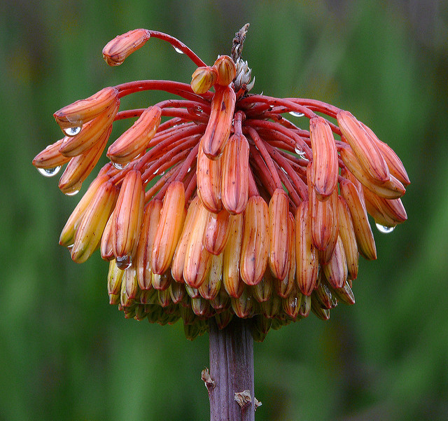 Aloe capitata