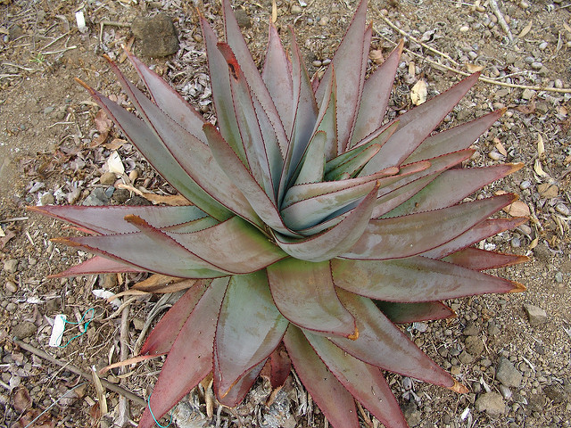 Aloe capitata