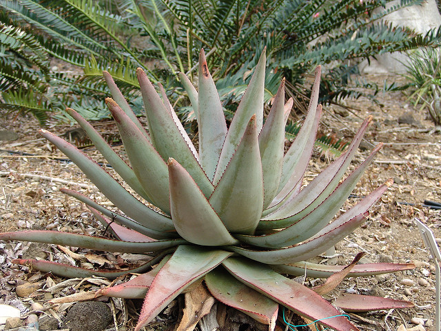 Aloe capitata