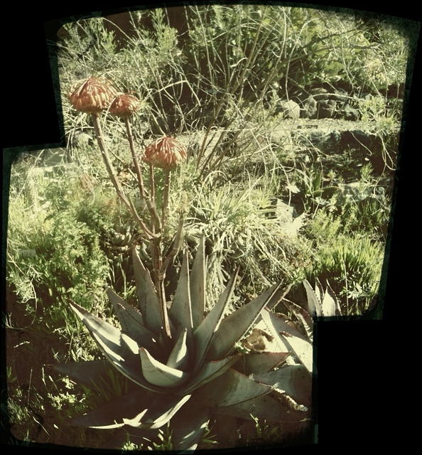 Aloe capitata