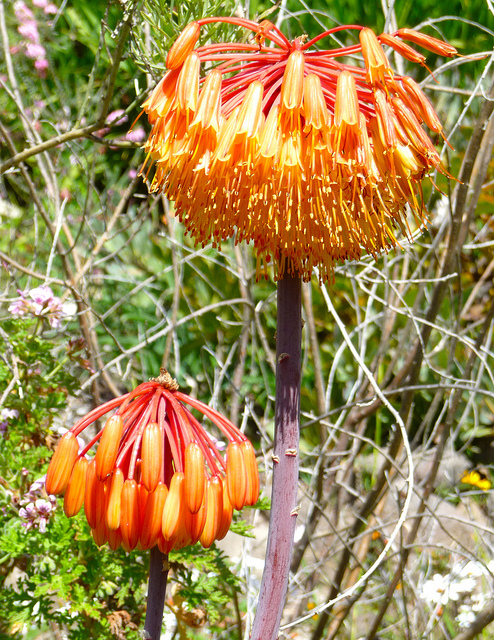Aloe capitata