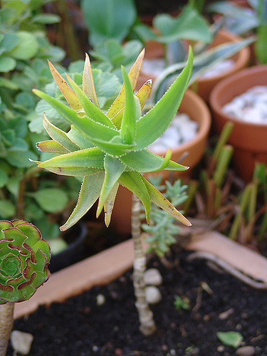 Aloès cilié