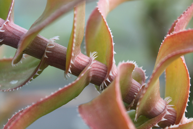 Aloès cilié (Aloe ciliaris)