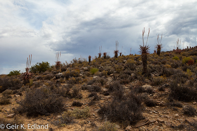 Aloe comosa